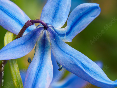 close up of blue flower