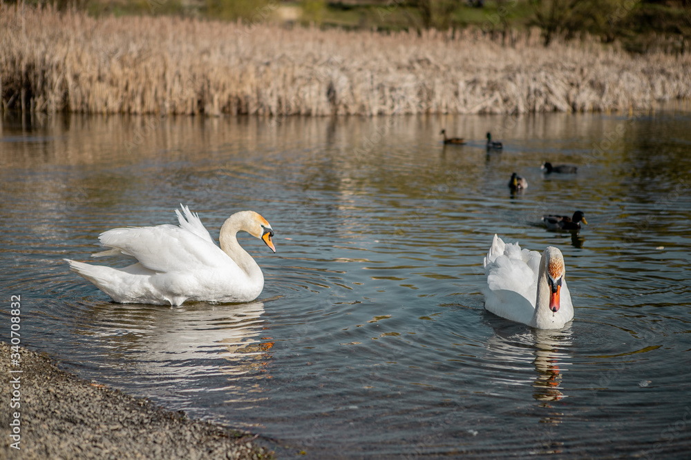 An elegant couple of white swans swimming on a lake near the reeds and doves and a couple of ducks on a clean  water early in the spring