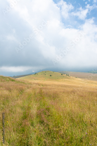 Lush Yellow Hill