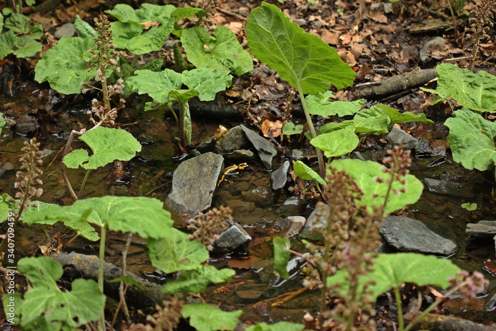 Im Bach zwischen Pestwurz sitzender Feuersalamander (Salamandra salamandra).