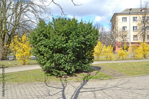 The yew berry against the background of flowering bushes forzia European in the city square. Kaliningrad