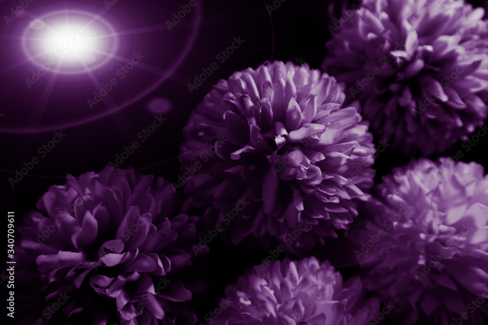 Obraz premium Beautiful abstract color blue and purple flowers on black background and pink graphic pink flower frame and pink leaves texture, purple background, colorful graphics banner