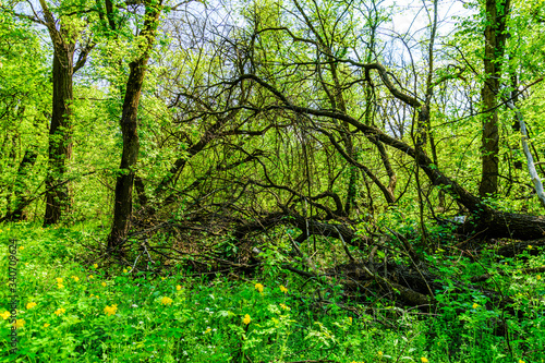 View on green forest at summer