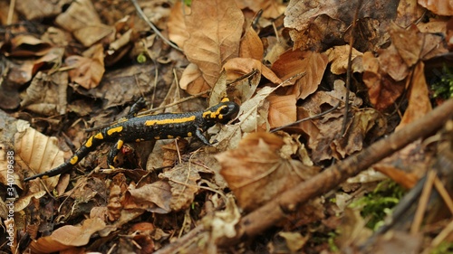 Feuersalamander (Salamandra salamandra) im Nationalpark Kellerwald.