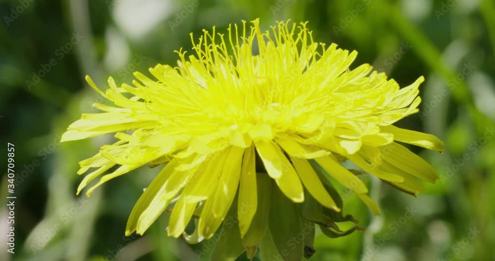dandelion on green background, macro close up dandelion on green background, macro close up