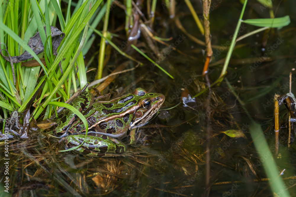 Northern leopard frog sitting in the shallow water of a pond. Northern leopard frog sitting in the shallow water of a pond.