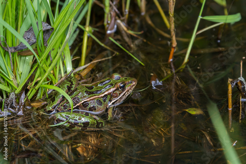 Northern leopard frog sitting in the shallow water of a pond. 