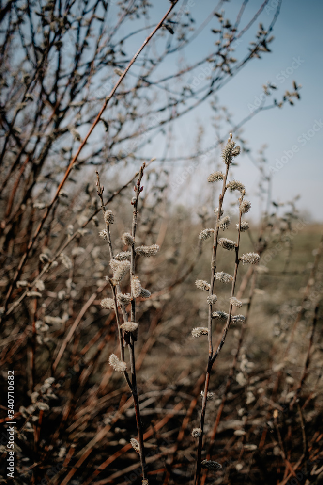 Spring willow seals on branches Spring willow seals on branches
