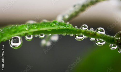 drops of water on the plant. The reflection of a clock in the drop of water
