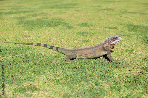 The brown iguana stands on freshly mowed grass and looks into the distance.