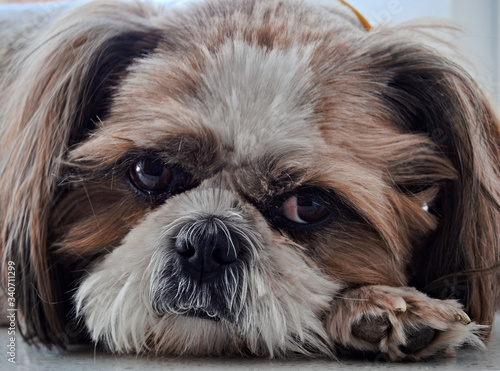 Close-up of the face of a cute little dog, Shih Tzu