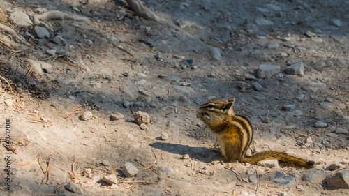 Squirrel on the ground with the nut, Canada