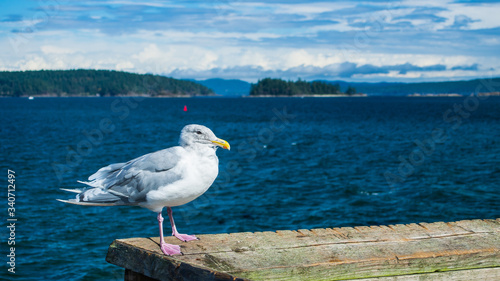 Seagull on the railing, sunny day in Canada