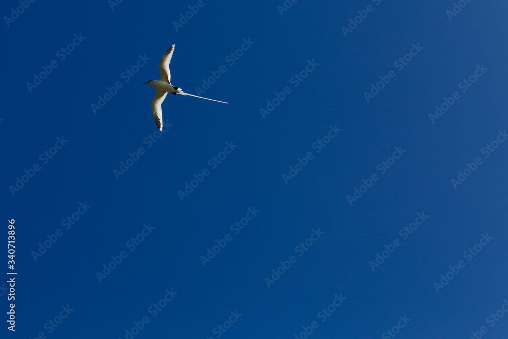 Fototapeta premium LaReunion-2349