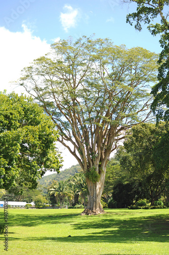 Dominica Botanical Gardens. Beautiful magnificent tall big tree.