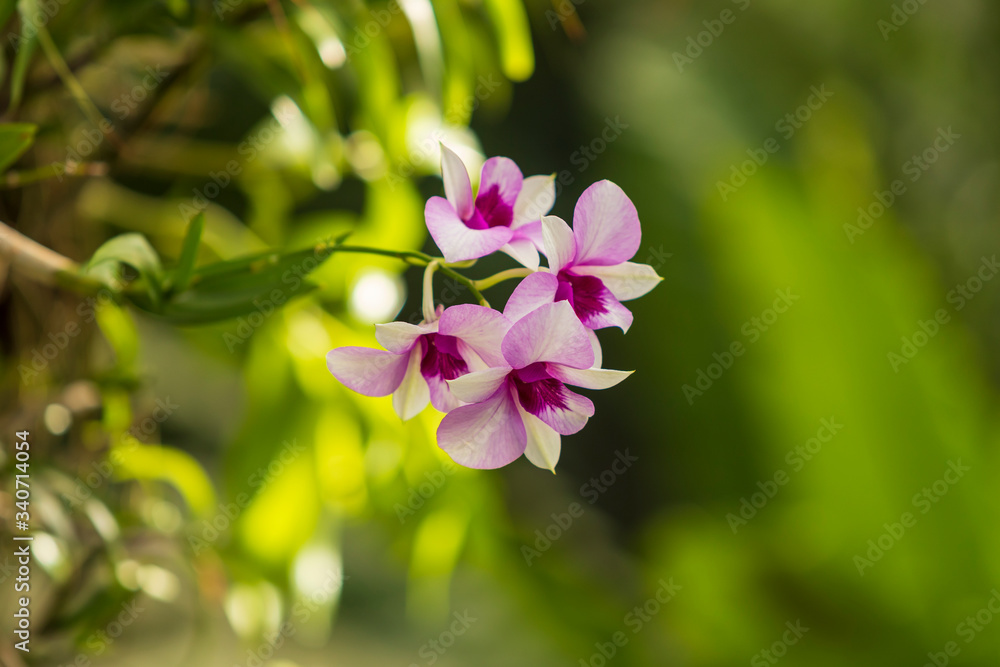 Flower Orchid on beautiful blurred green background. Flower Orchid on beautiful blurred green background.