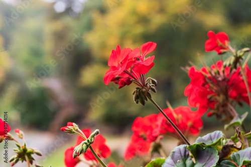 Beautiful red geranium flower © Roman Bjuty