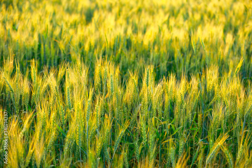 indian agriculture, wheat field india. © PRASANNAPIX