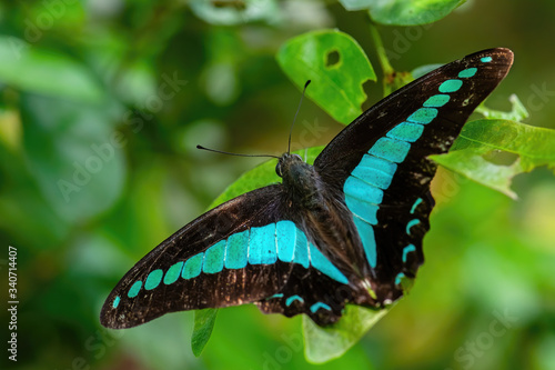 Blue Triangle butterfly - Graphium sarpedon, beautiful large black and blue butterfly from Southeast Asian meadows and woodlands, Malaysia. photo