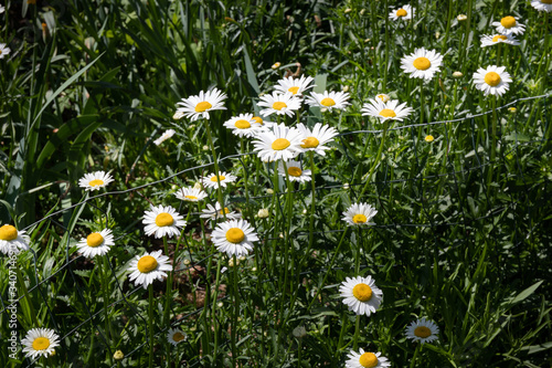 Line of daisies growing alongside wire metal plant support, horizontal aspect