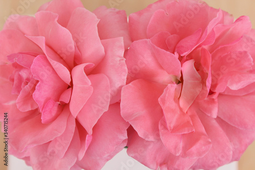 Pink rose flower with petal details. Flower on the white background.