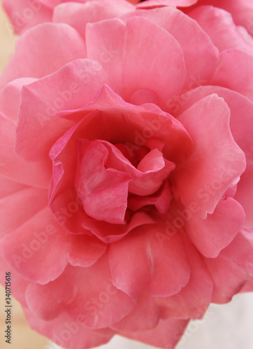 Pink rose flower with petal details. Flower on the white background.