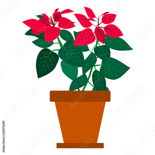 Houseplant Poinsettia in a pot. The plant with red and green leaves for interior decor of home or office. Isolated object. Vector illustration on a white background in the cartoon style.