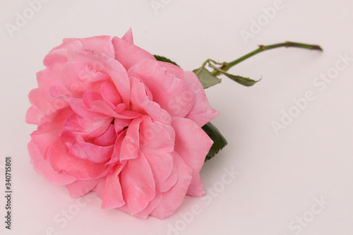 Pink rose flower with petal details. Flower on the white background.