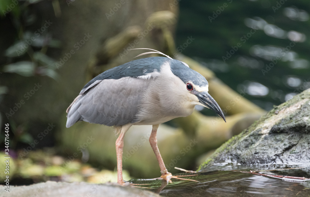 Fototapeta premium Grauer Vogel in Jagdstimmung