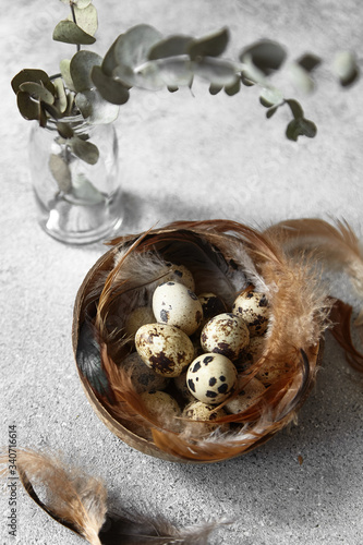 Fototapeta Naklejka Na Ścianę i Meble -  Quail eggs with feathers on grey background
