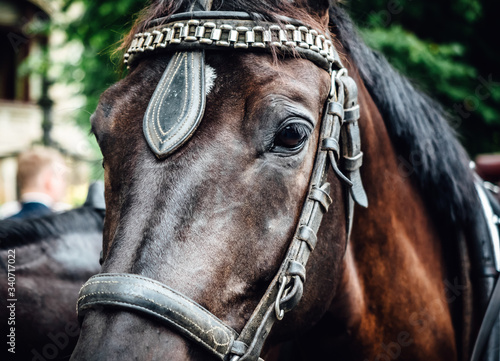Brown Horse head with eye closeup and carriage bridle