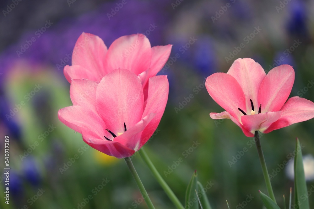Tulpen in rosa vor blauem Hintergrund Tulpen in rosa vor blauem Hintergrund