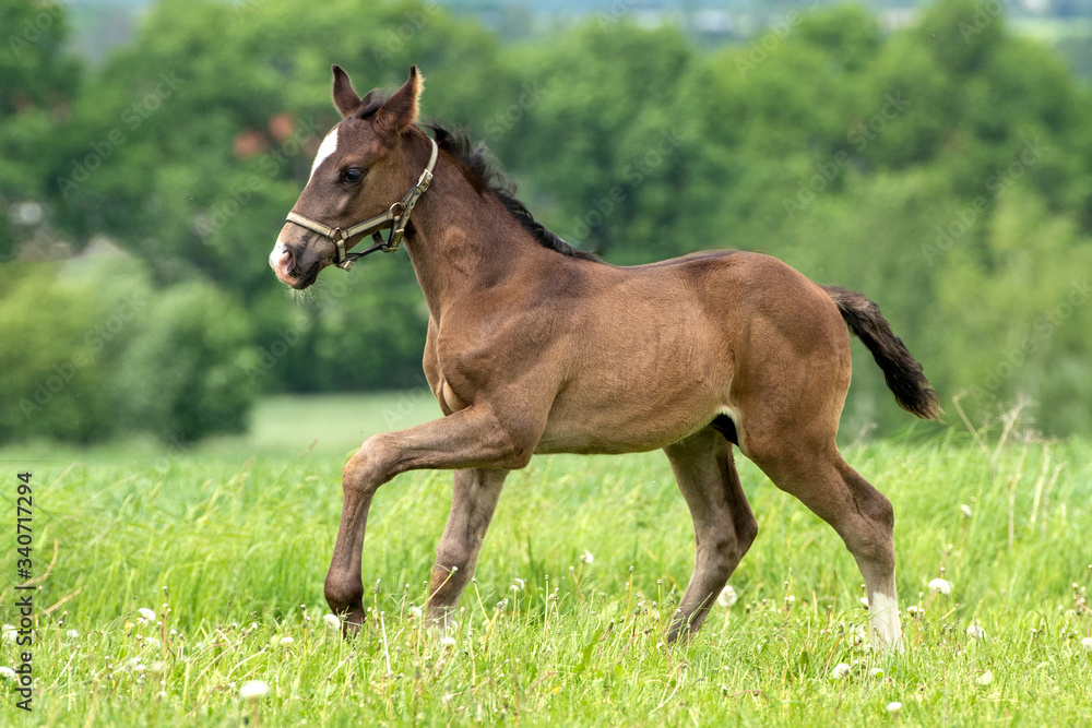 Brown Horse pure breed filly Brown Horse pure breed filly