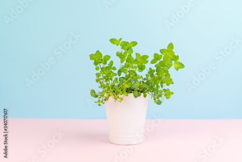 Minimalist image of mint plant at pastel background.