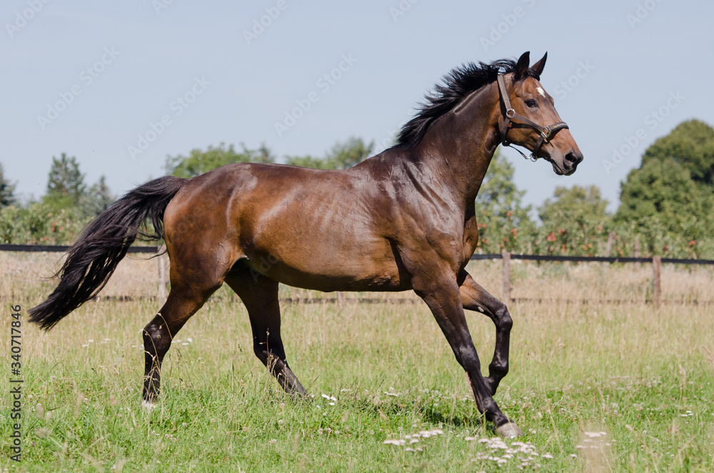 Purebred bay horse gallop proud on grass Purebred bay horse gallop proud on grass