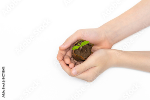 Kid holding young sprout of tomato. Child with green sprig in both hands. Earth day holiday concept. isolated on white background