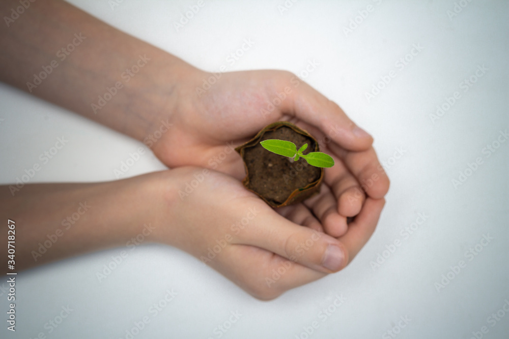 Kid holding young sprout of tomato. Child with green sprig in both hands. Earth day holiday concept On white background, no face Top view Kid holding young sprout of tomato. Child with green sprig in both hands. Earth day holiday concept On white background, no face Top view