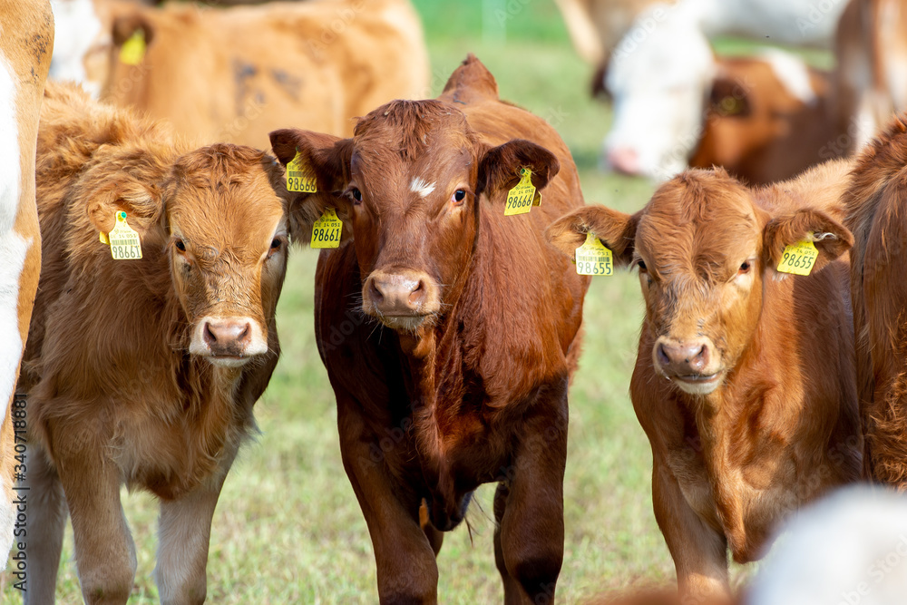 cattle livestock calf portrait of rural life