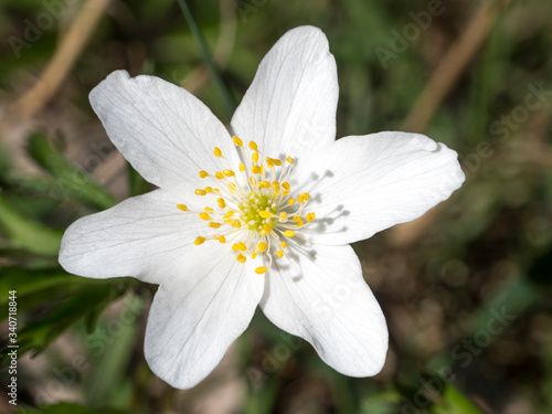 Foto close up macro of beautiful perfect white wood anemone flower, Anemone nemorosa,