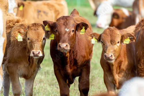 Billede på lærred cattle livestock calf portrait of rural life