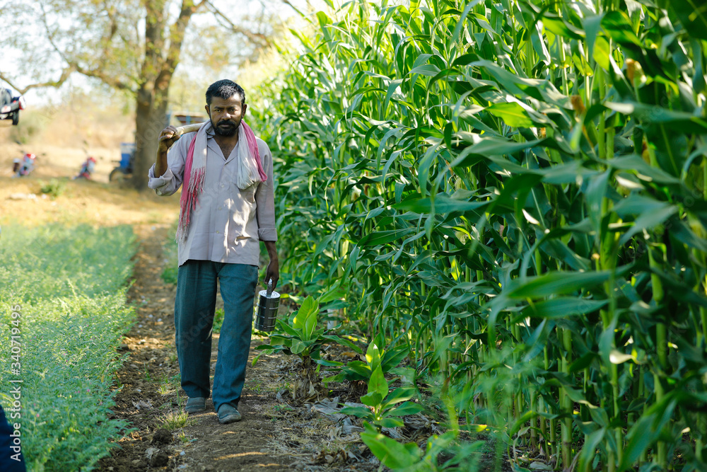 young indian farmer at corn field young indian farmer at corn field