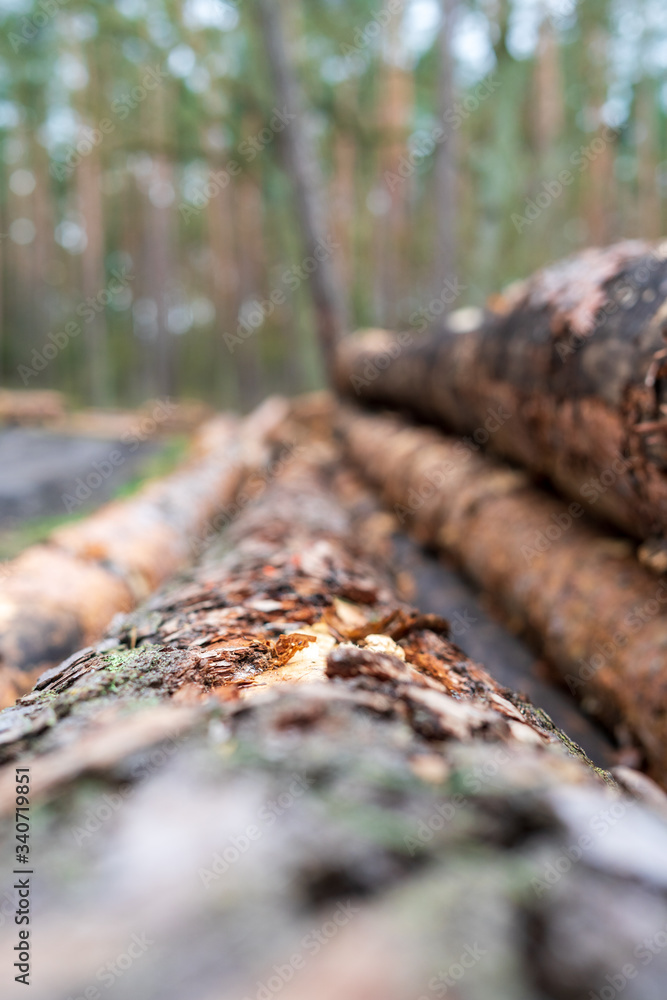 Cut wood into logs stacked on top of each other in the forest, partly covered with moss, closeup Cut wood into logs stacked on top of each other in the forest, partly covered with moss, closeup