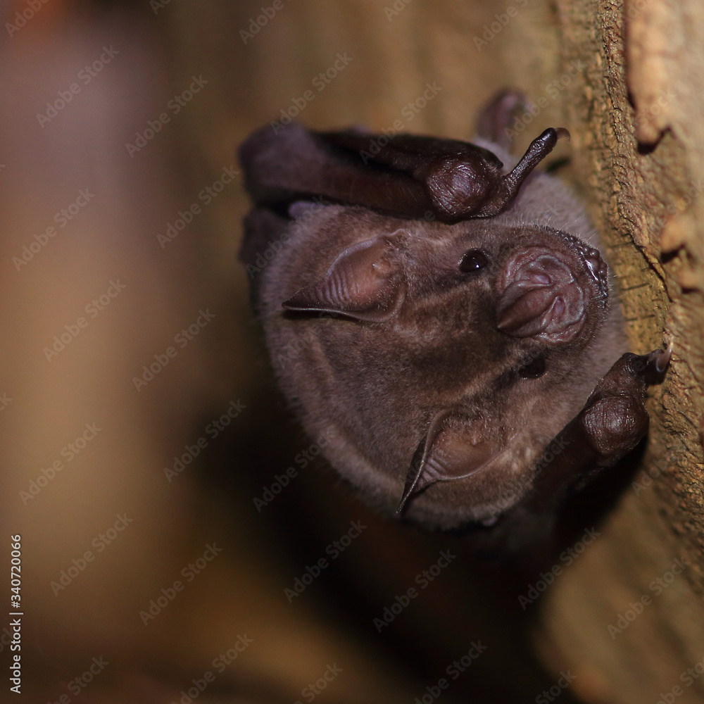 Fototapeta premium bat (Artibeus planirostris) perched on a tree on a blurred background