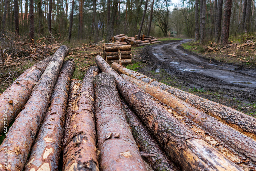 Cut wood into logs stacked on top of each other in the forest, partly covered with moss, closeup Cut wood into logs stacked on top of each other in the forest, partly covered with moss, closeup