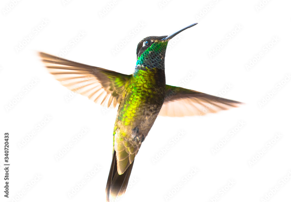 Fototapeta premium hummingbird flying with wings spread