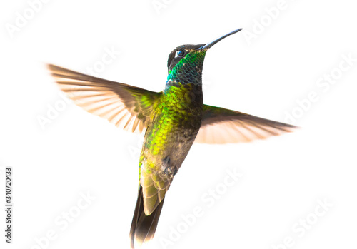 hummingbird flying with wings spread