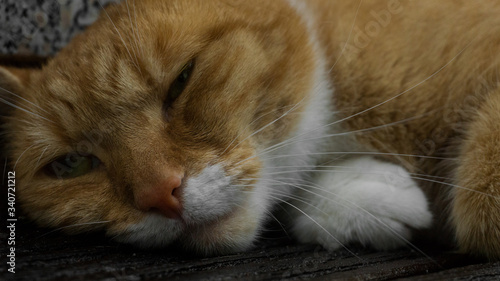 Wallpaper Mural Portrait of a red cat - Porträt von einer roten Katze Torontodigital.ca