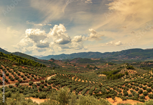 Photos Olive field