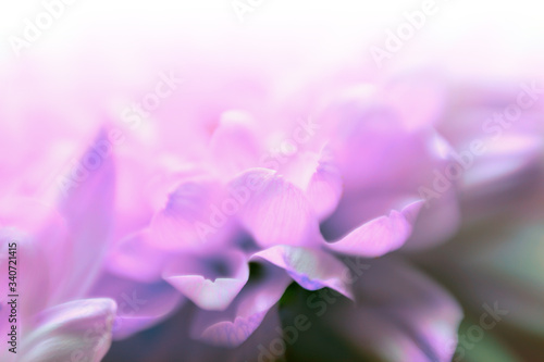 Soft focus lilac flower horizontal background. Made with lens-baby and macro-lens.