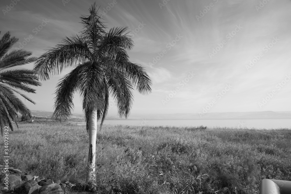 Fototapeta Palm Tree overlooking the Dead Sea in Israel